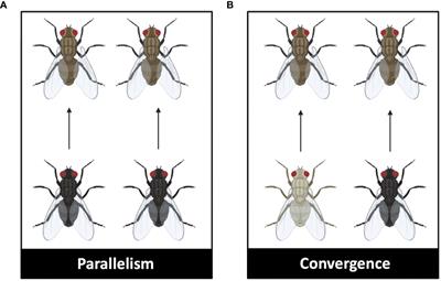 Unravelling the factors of evolutionary repeatability: insights and perspectives on predictability in evolutionary biology